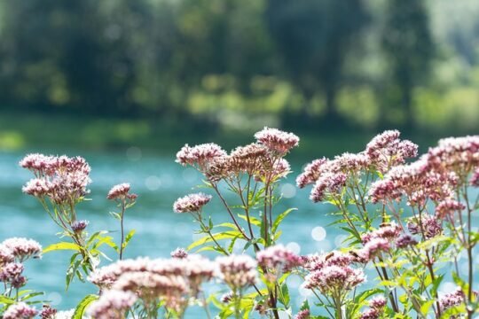 valerian 6566002 640