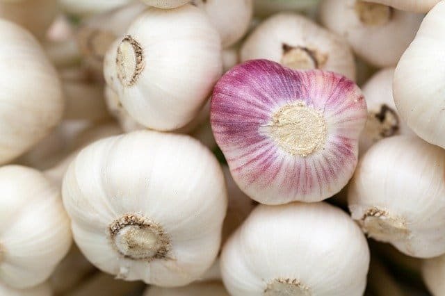 garlic g6f12c4c48 640