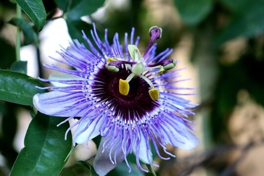 Passiflora insomnio