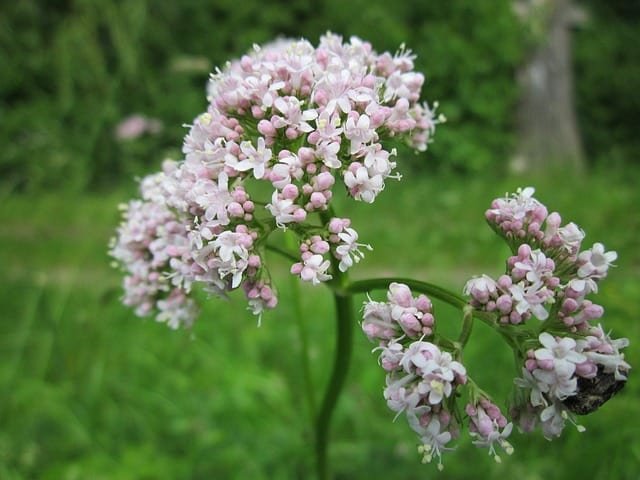 Valeriana-Ansiedad